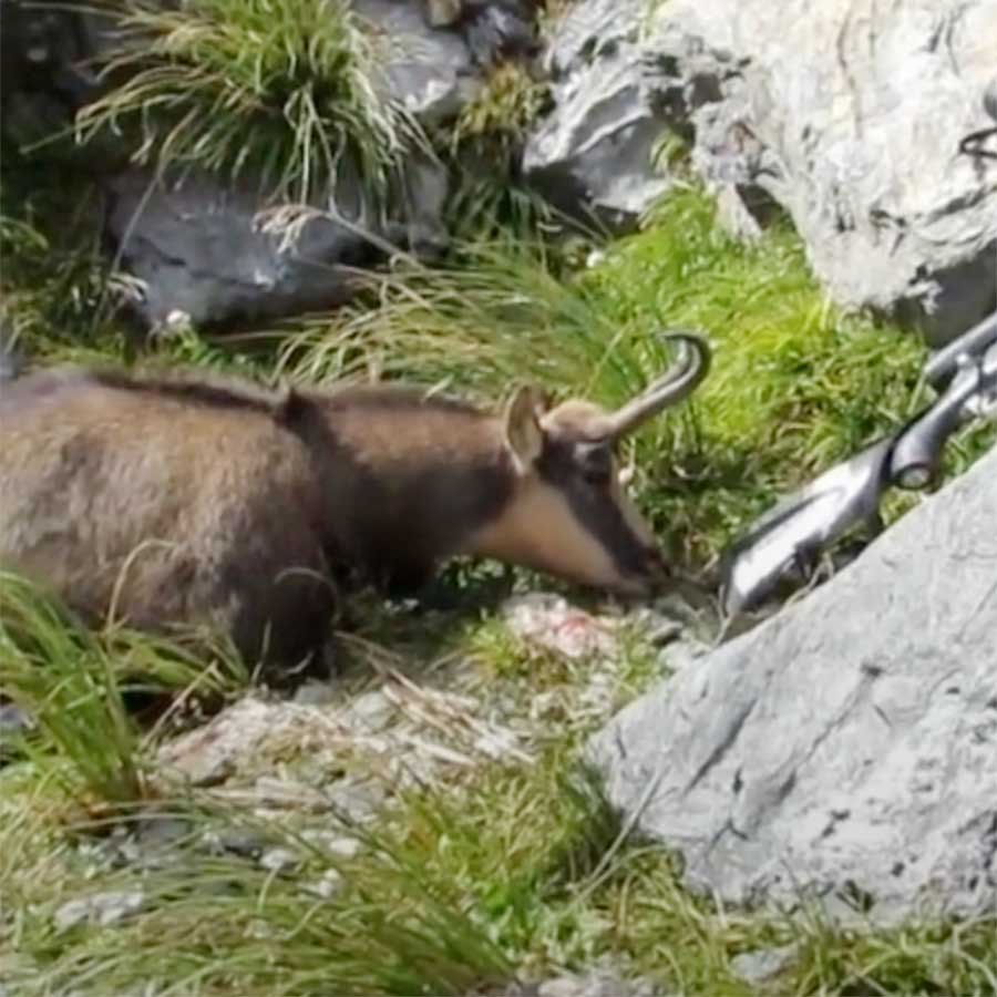 Watch a Chamois Hunt